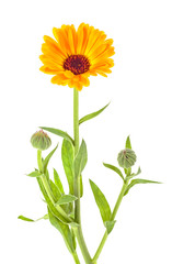 Fototapeta premium Marigold - Calendula officinalis isolated on white background