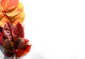 Colorful leaves over the white board, background composition. Blank space for text.