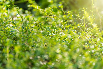 Leaf green background Refreshing nature small green leaves of plant on the ground for background and texture and decorate the landscape area.Bangkok Thailand.