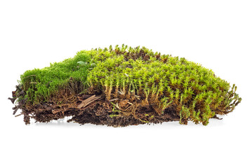 Moss isolated on a white background