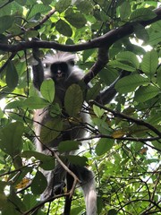 a monkey