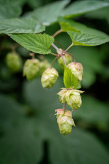 bunch of hop cones - strobili in autumn