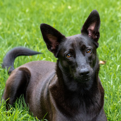 Portrait of a x-breed rescue dog.
