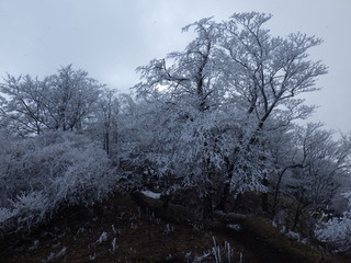 霧氷の登山道