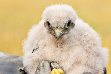 cute little young kestrel nestling captured for ringing