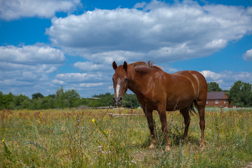 Fototapeta premium A horse in a forest glade. A bright summer photo. The nature of the village