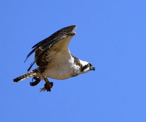 The beauty of birds