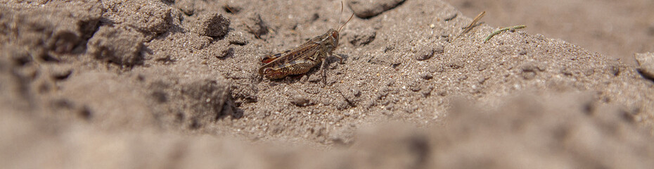 Close-up portrait of grey Woodland Grasshopper on ground. This grasshopper is present in most of Europe, in eastern Palearctic ecozone, in North Africa and in the Near East