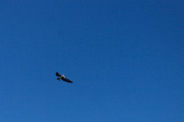 vuelo de ave