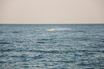 Obraz premium Black Sea. Water with no waves and little boat far away. Calm. Mainly cloudy weather. Blue and grey color. Before rain