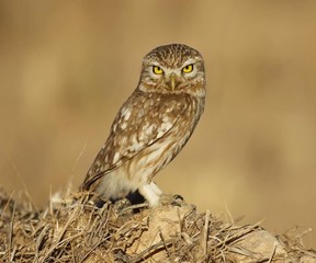 The beauty of birds