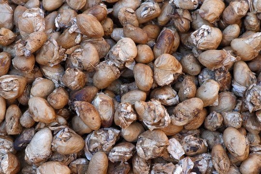 Wildseide Kokons