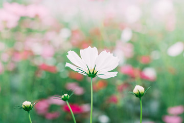 Cosmos Flowers in Garden