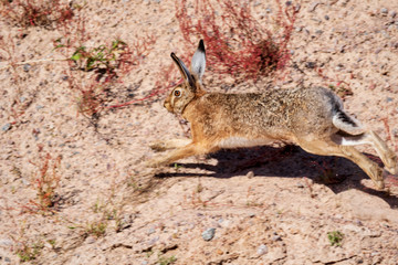 hare rabbit running in sandy arid place