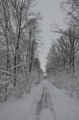 Schneefall - Weg führt durch Wald