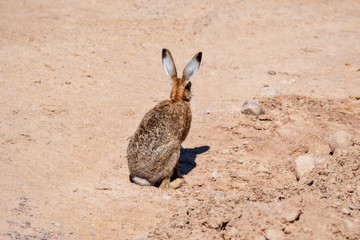 hare rabbit in sandy arid place