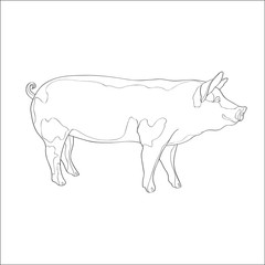 Vector illustration. Pig, side view. Line.