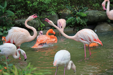 フラミンゴの群れ