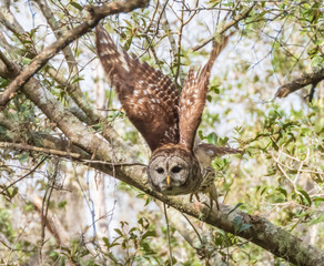 BARRED OWL