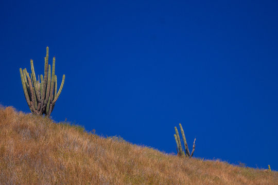 kactus y cielo