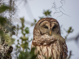 BARRED OWL