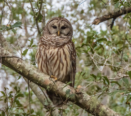 BARRED OWL