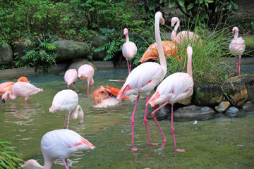 フラミンゴの群れ