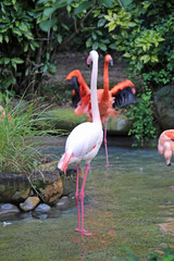 フラミンゴの群れ