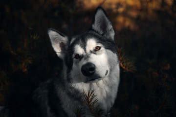 Portrait of dog Alaskan Malamute
