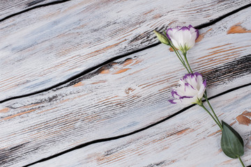 Eustoma flowers and copyspace. Old white wooden background.