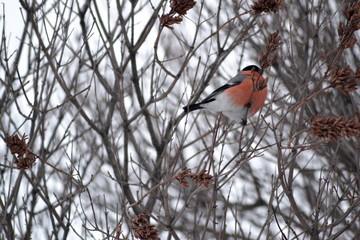 bird on a branch
