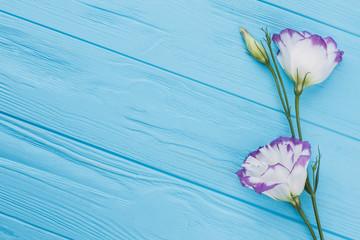 Fototapeta na wymiar Purple lisianthus or eustoma flowers on blue wood background. Free space for text, copyspace.