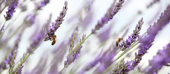 Papier Peint photo Lavable Abeille honey bees in lavender 