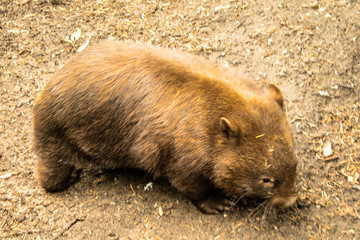 diabo-da-tasmânia ou demônio-da-tasmânia