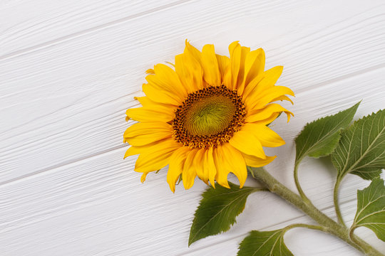Immature yellow sunflower on white wooden table. Close up, top view.