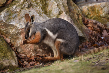Naklejka premium Yellow-footed rock-wallaby (Petrogale xanthopus)