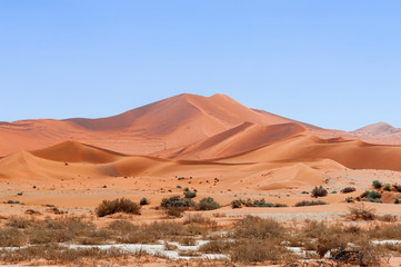 Fototapeta na wymiar Dunes with acacia trees in the Namib desert / Dunes with acacia trees in the Namib desert, Namibia, Africa.