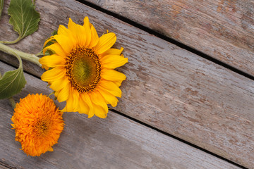 Unripe yellow and orange sunflowers. Top view. Copyspace, free space for text.