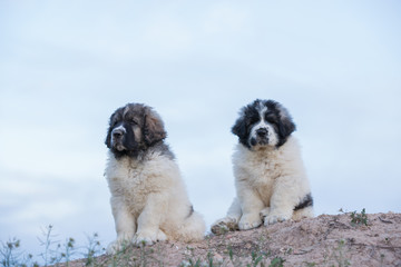 Cachorros de mastín del pirineo