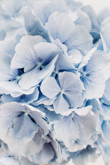 Closeup of blue hydrangea flower.