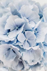 Rolgordijnen Closeup of blue hydrangea flower. © Floral Deco