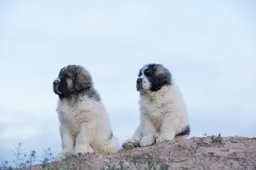 Cachorros de mast&iacute;n del pirineo