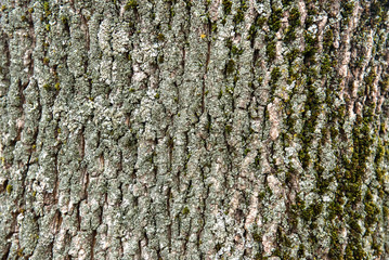 Tree bark texture or background.