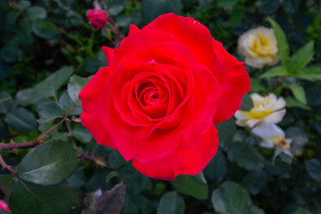 Red rose on the branch in the garden