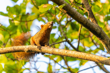 Brown squirrel on a perch in a park