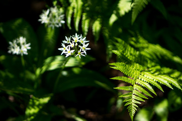 white gentle flower with fern