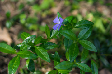 violet little flower