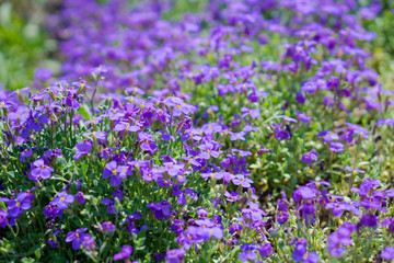 full of violet flowers