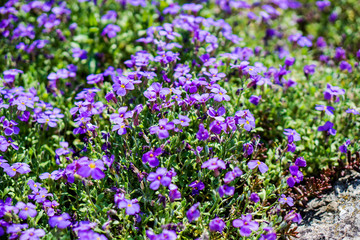 field of violet flowers