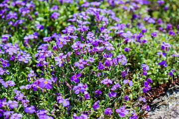 Obraz premium field of violet flowers
